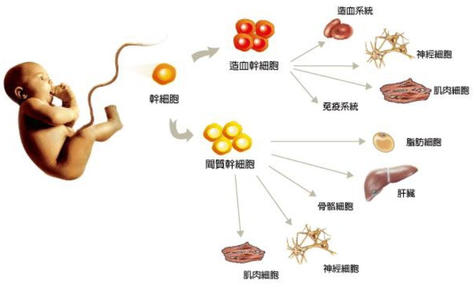 脐带血及其储存相关概况(附脐带血里面的干细胞分化谱系图)_脐带血的