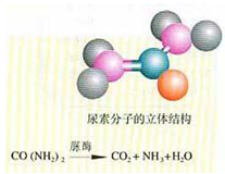 尿素分子的立体结构