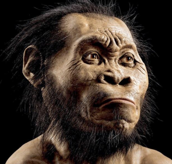 人类的祖先是猿猴吗?