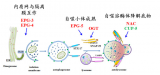 我國科學(xué)家鑒定出多細(xì)胞生物特有自噬新基因【圖】