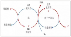中國(guó)血糖監(jiān)測(cè)基本情況、血糖監(jiān)測(cè)市場(chǎng)滲透率、市場(chǎng)格局及未來(lái)提升空間分析預(yù)測(cè)[圖]