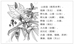 2019年工業(yè)大麻行業(yè)投資前景分析：高進(jìn)入壁壘是行業(yè)的護(hù)城河，工業(yè)大麻市場規(guī)模的天花板尚未可知，目前全球百億美元市場規(guī)模或僅是開始[圖]