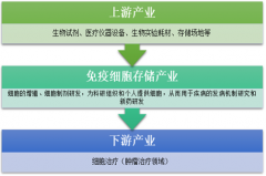 2025年中國(guó)免疫細(xì)胞存儲(chǔ)行業(yè)規(guī)模有望超20億元 存儲(chǔ)企業(yè)發(fā)展機(jī)會(huì)分析[圖]