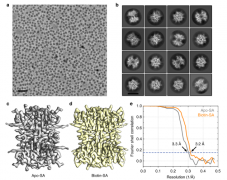 我國科學家拓展冷凍電鏡解析生物大分子結(jié)構(gòu)的分辨極限[圖]