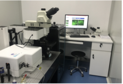 我國成功研制出雙光子-受激發(fā)射損耗（STED）復合顯微鏡
