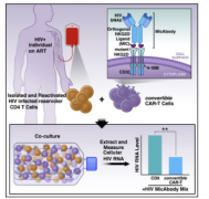 科學家利用可轉換CAR-T細胞攻擊潛伏的HIV[圖]