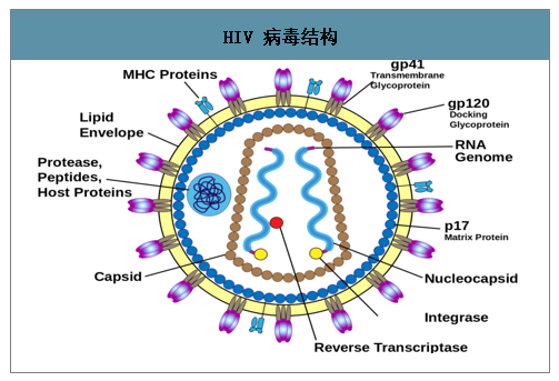 hiv 病毒结构