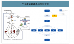 2019年生長激素行業(yè)發(fā)展歷程、市場規(guī)模預(yù)測及競爭格局分析：預(yù)計(jì)2020年中國生長激素市場規(guī)模有望達(dá)到77.21億元[圖]