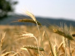 2021年春节临近,我国粮食库存充足、价格稳定