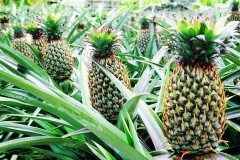 2020年中国菠萝产业市场发展现状及未来发展方向分析[图]