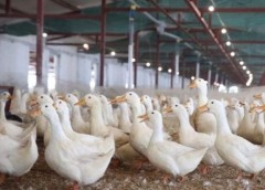 2020年中国肉鸭产业发展回顾、制约肉鸭产业发展的因素及未来发展趋势分析[图]
