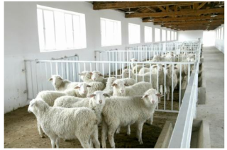 2020年中国肉羊养殖行业现状分析：产量达492万吨 [图]