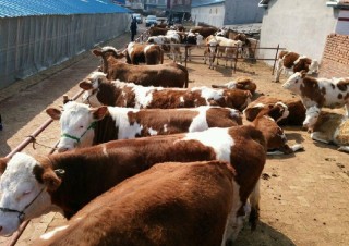 2020年中国活牛供应情况分析：从澳大利亚进口活牛占比53%[图]