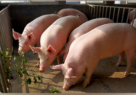生猪养殖行业：如何看待养：殖企业7月份出栏数据？