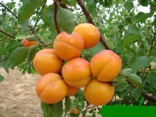 2020年陕西杏产业分析：陕西省杏产量为13.31万吨，同比减少2.6%[图]