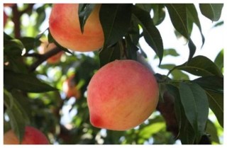 2020年陕西桃子挂果面积达46.49万亩，产量为75.55万吨[图]