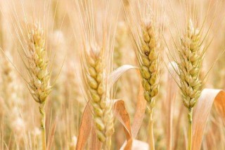 中国海关发布：允许俄罗斯全境小麦进口！2021年进口金额为1423.0万美元，同比增长16%[图]