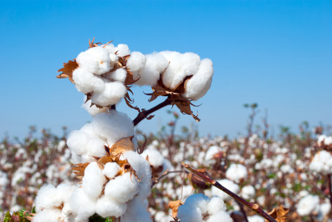 2022年中國棉花行業全景速覽：新疆棉花受當地自然條件影響，其產量位居全國首位[圖]