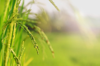 2022年我國早稻產量2812萬噸，實現穩中有增！[圖]