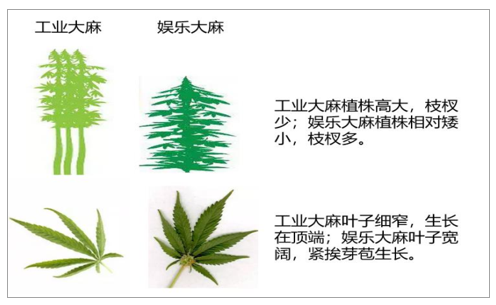 19年全球及中国工业大麻市场分析及未来五年市场发展潜力 发展前景分析 图 中国产业信息网