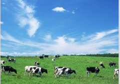 我国畜牧业转型发展取得明显成效：保供给，肉蛋奶总产量连续8年稳定在1.4亿吨以上，畜禽养殖综合规模化率达到60.5%