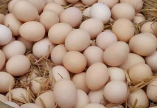 自11月1日达到2019年最高12.87元/公斤之后，全国农产品批发市场鸡蛋价格持续明显下降