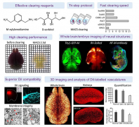 我国科学家新研发一种用于整体器官成像的快速水溶性光透明方法
