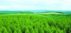 中国最大国有林区已实现林业碳汇交易5笔共191万