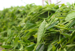 海南茶叶种植面积、产量、进出口量及主要地区茶叶产量[图]