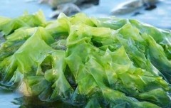 中国藻类产量、发展前景及建议分析（附海带等品种产量和各省产量）[图]