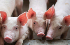 生猪受国内供需情况影响，价格较上年同期大幅上涨[图]