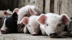 2020年常德生猪存栏290.67万头 出栏384.79万头