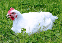 春节来临，肉禽需求量增加促进肉鸡价格上涨[图]