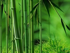 2020年福建省竹产业现状及发展策略分析[图]