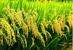2020年中国稻谷种植及贸易情况分析：主要出口至巴基斯坦、菲律宾等发展中国家[图]