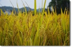 2020年我国稻谷种植及大米加工产业运行回顾[图]