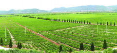 关于支持台湾同胞台资企业在大陆农业林业领域发展的若干措施政策解读