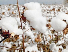 “新疆棉”事件激发消费情怀，国货服装品牌崛起迎重要契机！[图]