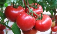 2020年全球及中国番茄（西红柿）种植面积及产量分析：新疆是世界三大番茄产区之一[图]