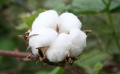 2020年印度棉花产业市场供需及进出口情况分析[图]