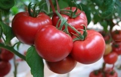 继棉花之后，新疆番茄又被“盯上了”，新疆是亚洲最大的番茄生产和加工基地[图]