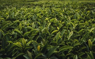 2020年中国白茶产业发展概况、发展建议及发展趋势分析[图]
