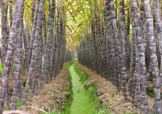 广西推进糖料蔗种植“三品一标”见成效