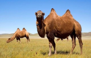 2020年中国骆驼数量统计分析：各主要地区及各用途骆驼产量持续上升[图]