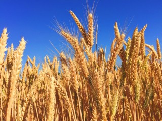 2021年山西省小麦机收率达到98.7%