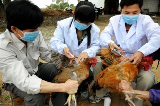2020年中国禽流感疫苗行业产需、价格及市场规模分析和预测[图]