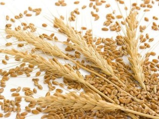 2020年中国小麦新品种审定情况及种子使用现状分析：小麦种业规模仅次于水稻及玉米种业[图]