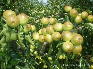 2020年陕西省水果产业发展现状分析：园林水果产量达1808万吨，其中苹果产量占65.55%[图]