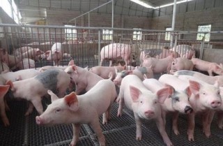 2021上半年中国生猪养殖行业发展现状及市场竞争格局分析：市场格局较为分散[图]