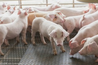 近期国内部分地区出现的灾情疫情 对生猪市场整体影响有限[图]